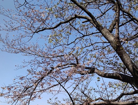 龍巌淵の桜[令和6年(2024年)3月31日]