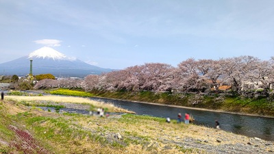 龍巌淵の桜[令和6年(2024年)4月2日]