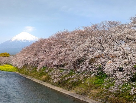 龍巌淵の桜[令和6年(2024年)4月2日]