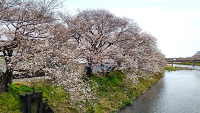 龍巌淵の桜[令和6年(2024年)4月2日]
