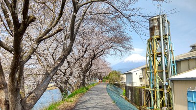 龍巌淵の桜[令和6年(2024年)4月2日]