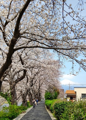 龍巌淵の桜[令和6年(2024年)4月2日]