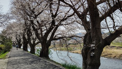 龍巌淵の桜[令和6年(2024年)4月2日]