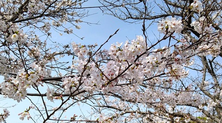 龍巌淵の桜[令和6年(2024年)4月2日]