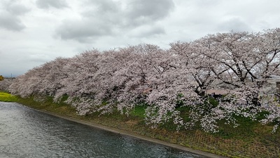 龍巌淵の桜[令和6年(2024年)4月4日]