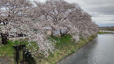 龍巌淵の桜[令和6年(2024年)4月4日]