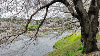 龍巌淵の桜[令和6年(2024年)4月4日]