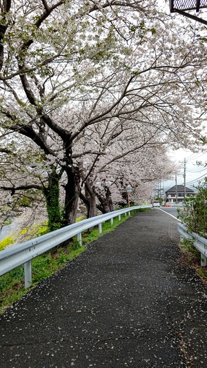 龍巌淵の桜[令和6年(2024年)4月4日]