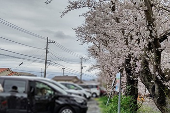 龍巌淵の桜[令和6年(2024年)4月4日]