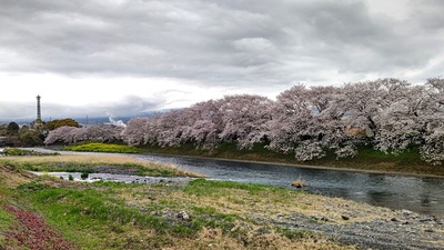 龍巌淵の桜[令和6年(2024年)4月5日]