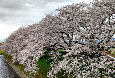 龍巌淵の桜[令和6年(2024年)4月5日]
