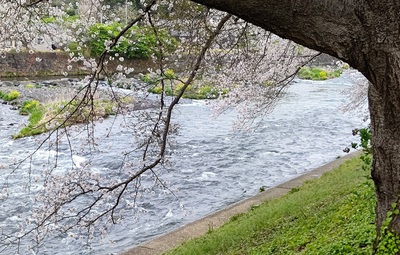 龍巌淵の桜[令和6年(2024年)4月5日]