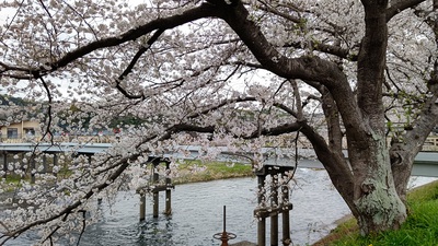 龍巌淵の桜[令和6年(2024年)4月5日]