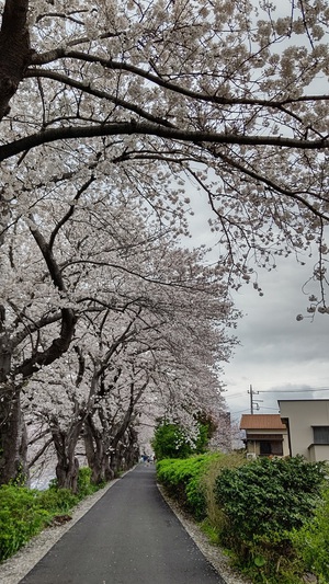 龍巌淵の桜[令和6年(2024年)4月5日]