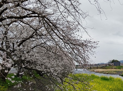 龍巌淵の桜[令和6年(2024年)4月5日]