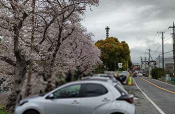 龍巌淵の桜[令和6年(2024年)4月5日]