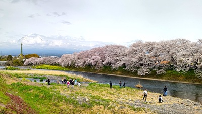 龍巌淵の桜[令和6年(2024年)4月6日]