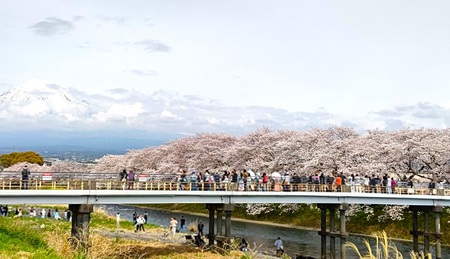 龍巌淵の桜[令和6年(2024年)4月6日]
