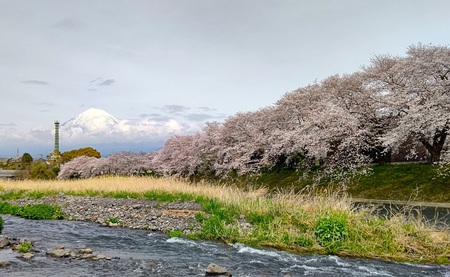 龍巌淵の桜[令和6年(2024年)4月6日]