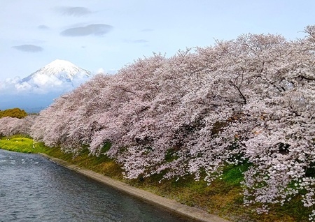 龍巌淵の桜[令和6年(2024年)4月6日]