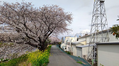 龍巌淵の桜[令和6年(2024年)4月6日]