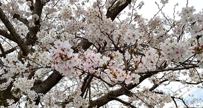 龍巌淵の桜[令和6年(2024年)4月6日]