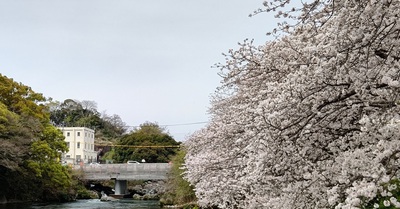 龍巌淵の桜[令和6年(2024年)4月6日]
