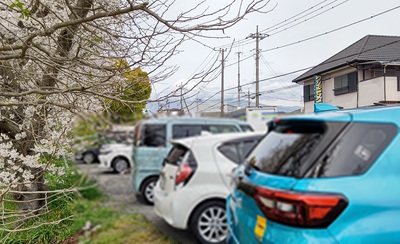 龍巌淵の桜[令和6年(2024年)4月6日]