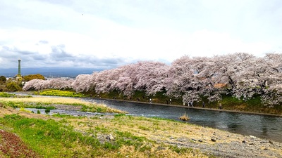 龍巌淵の桜[令和6年(2024年)4月7日]