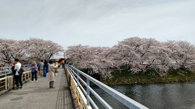 龍巌淵の桜[令和6年(2024年)4月7日]