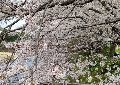 龍巌淵の桜[令和6年(2024年)4月7日]