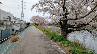 龍巌淵の桜[令和6年(2024年)4月7日]