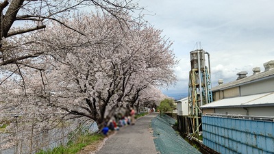 龍巌淵の桜[令和6年(2024年)4月7日]
