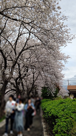 龍巌淵の桜[令和6年(2024年)4月7日]