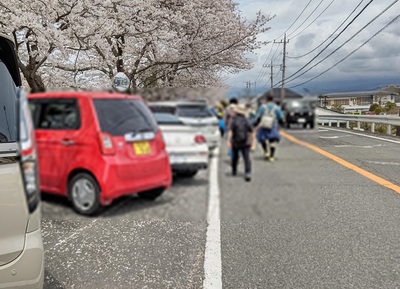 龍巌淵の桜[令和6年(2024年)4月7日]