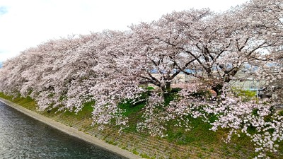 龍巌淵の桜[令和6年(2024年)4月8日]