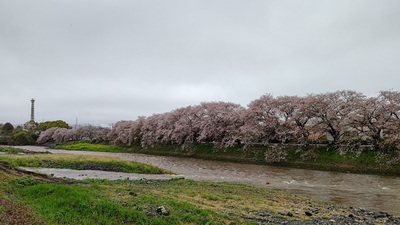 龍巌淵の桜[令和6年(2024年)4月9日]
