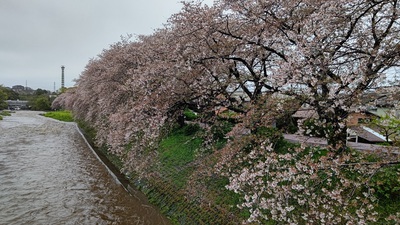 龍巌淵の桜[令和6年(2024年)4月9日]