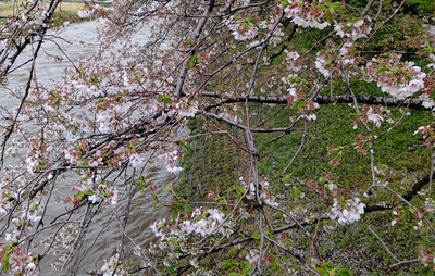 龍巌淵の桜[令和6年(2024年)4月9日]