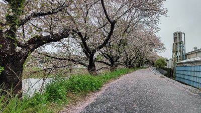 龍巌淵の桜[令和6年(2024年)4月9日]