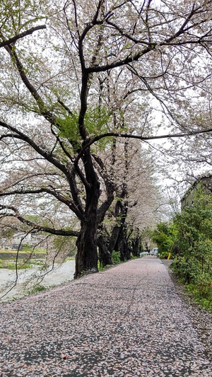 龍巌淵の桜[令和6年(2024年)4月9日]
