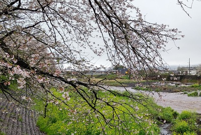 龍巌淵の桜[令和6年(2024年)4月9日]