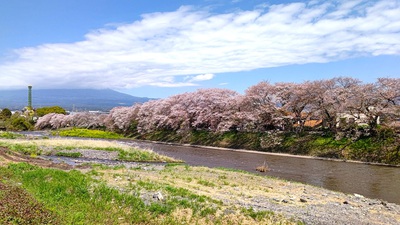龍巌淵の桜[令和6年(2024年)4月10日]