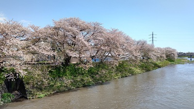 龍巌淵の桜[令和6年(2024年)4月10日]