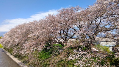 龍巌淵の桜[令和6年(2024年)4月10日]