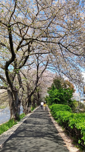 龍巌淵の桜[令和6年(2024年)4月10日]