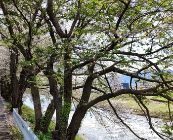 龍巌淵の桜[令和6年(2024年)4月10日]