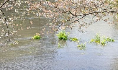 龍巌淵の桜[令和6年(2024年)4月10日]