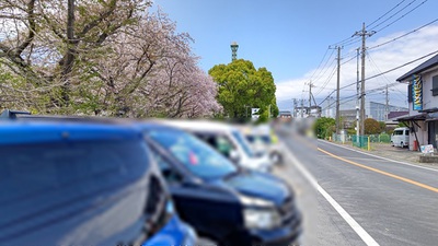 龍巌淵の桜[令和6年(2024年)4月10日]