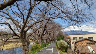 龍巌淵の桜[令和7年(2025年)3月18日]